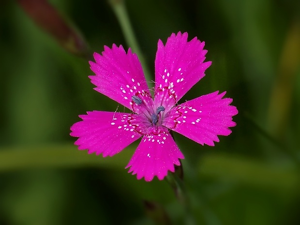 klinček slzičkový Dianthus deltoides L.