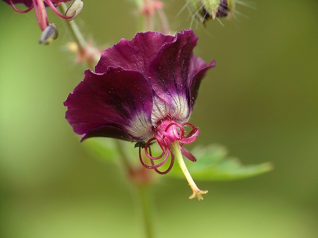 pakost hnedočervený Geranium phaeum L.