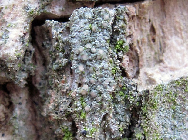 lekanora bazová Myriolecis sambuci (Pers.) Clem.
