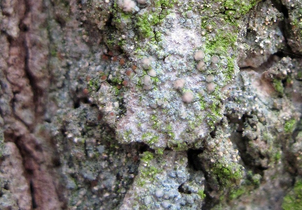 lekanora bazová Myriolecis sambuci (Pers.) Clem.