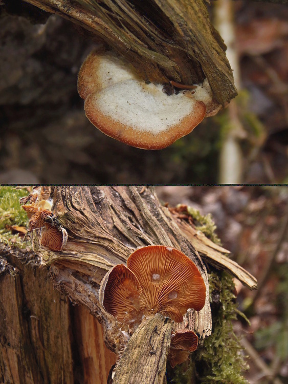 hlivník hniezdovitý Phyllotopsis nidulans (Pers.) Singer