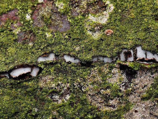 zúbkovka Propolis sp.