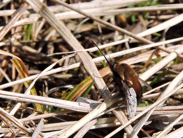 chlpačka hnedoškvrnná  Bombylius discolor