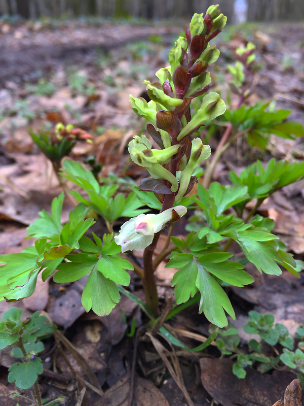 chochlačka dutá Corydalis cava (L.) Schweigg. et Körte