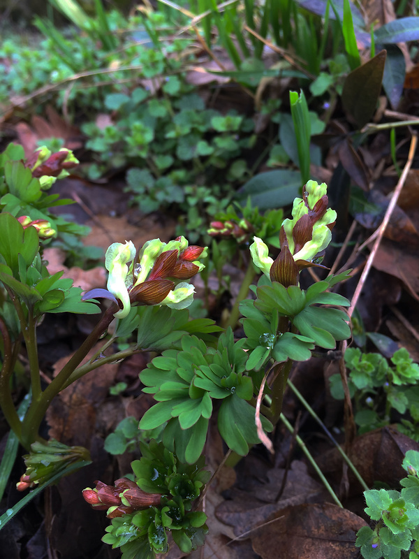 chochlačka dutá Corydalis cava (L.) Schweigg. et Körte