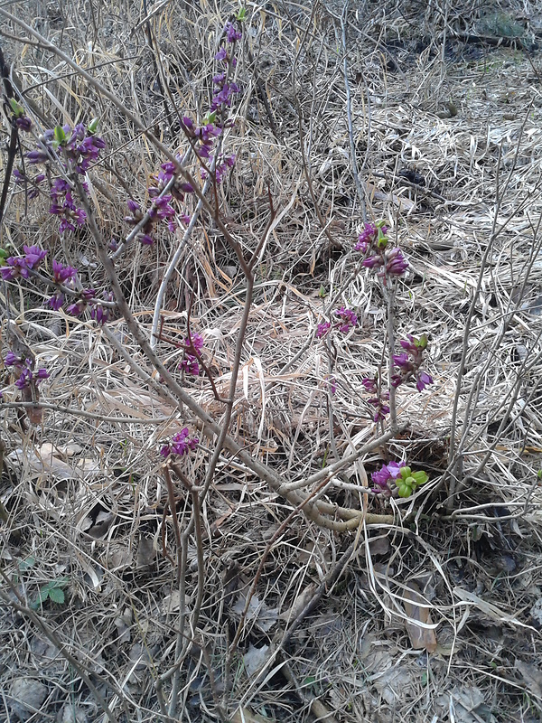 lykovec jedovatý Daphne mezereum L.