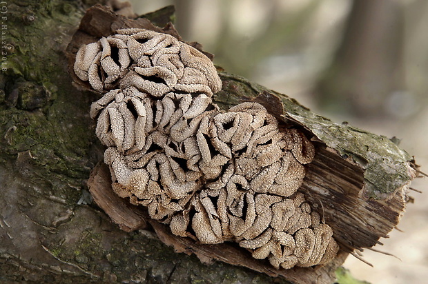 dutinovka otrubnatá Encoelia furfuracea (Roth) P. Karst.