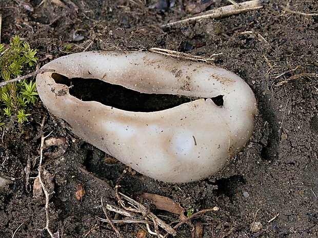 chriapač sosnový Helvella leucomelaena (Pers.) Nannf.