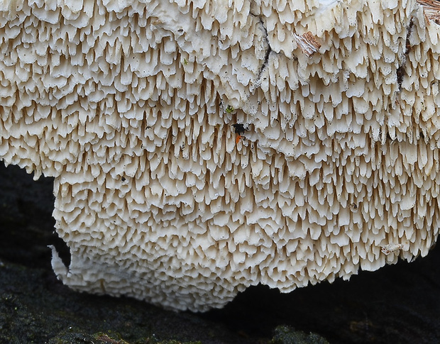 zubovec biely Irpex lacteus (Fr.) Fr.