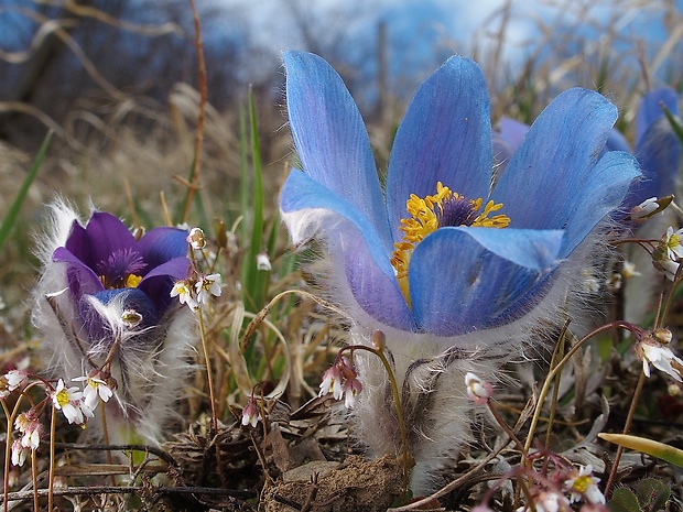 poniklec veľkokvetý Pulsatilla grandis Wender.