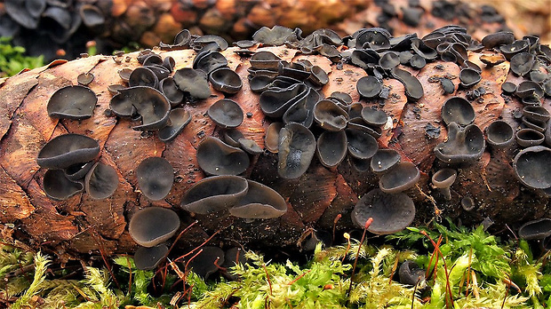 jahňadka smreková Rutstroemia bulgarioides (P. Karst.) P. Karst.