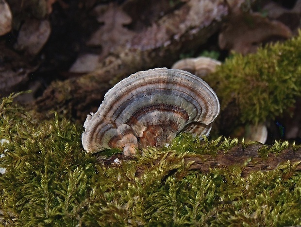 trúdnikovec pestrý Trametes versicolor (L.) Lloyd