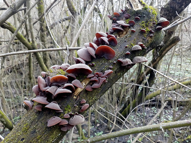 uchovec bazový Auricularia auricula-judae (Bull.) Quél.