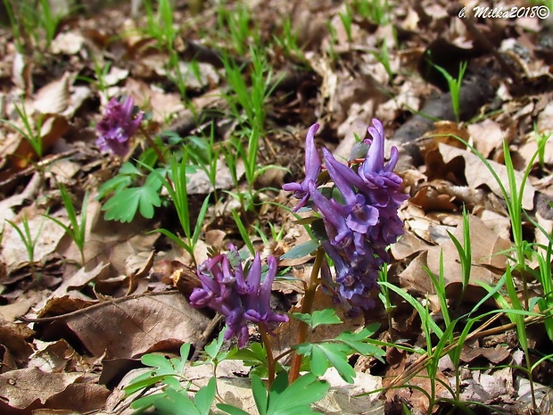 chochlačka plná Corydalis solida (L.) Clairv.