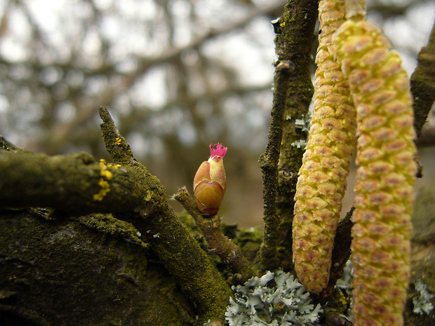 lieska obyčajná Corylus avellana L.