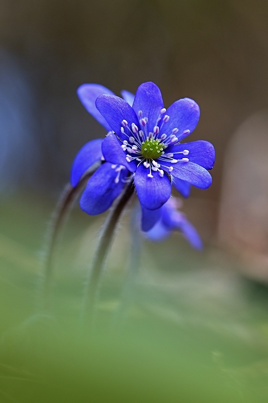 pečeňovník trojlaločný Hepatica nobilis Schreb.