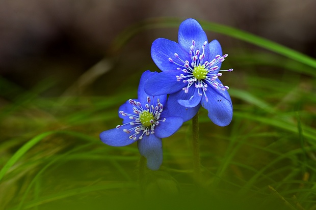 pečeňovník trojlaločný Hepatica nobilis Schreb.