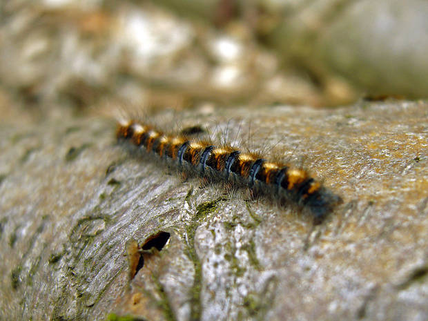 priadkovec dubový Lasiocampa quercus