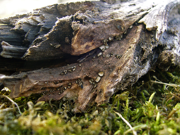 molízia Mollisia cf. discolor (Mont. & Fr.) W. Phillips