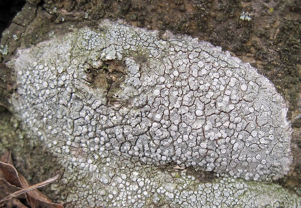 svetlokôrka bledastá Ochrolechia pallescens (L.) A. Massal.