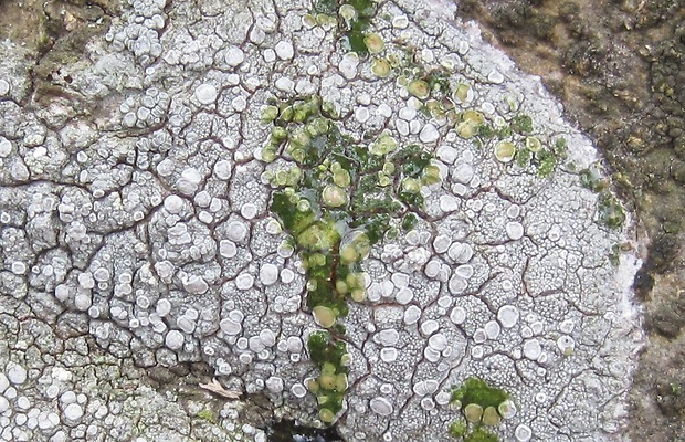 svetlokôrka bledastá Ochrolechia pallescens (L.) A. Massal.