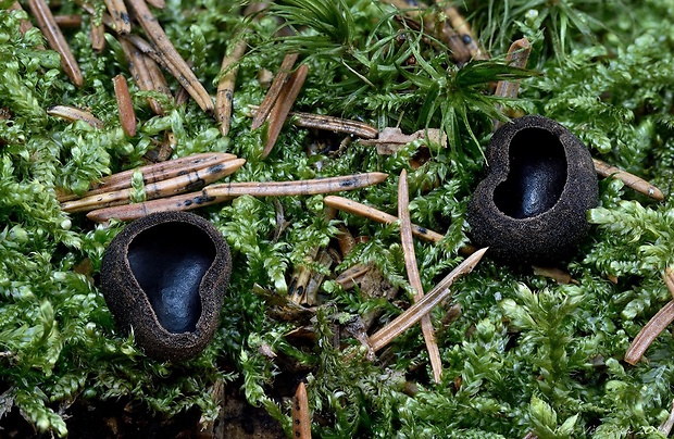 misôčka Pseudoplectania sp.