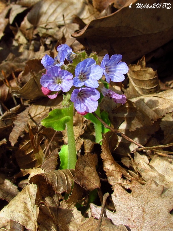 pľúcnik mäkký Pulmonaria mollis Wulfen ex Hornem.