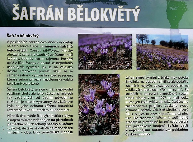 šafran bielokvetý - info Crocus albiflorus