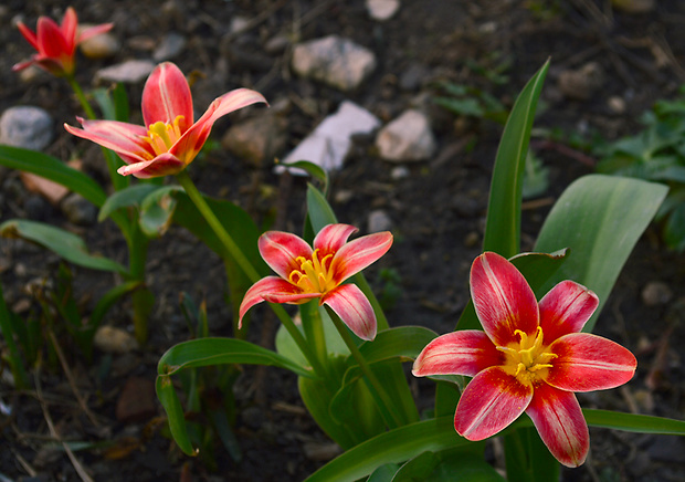 tulipániky  diagonálne