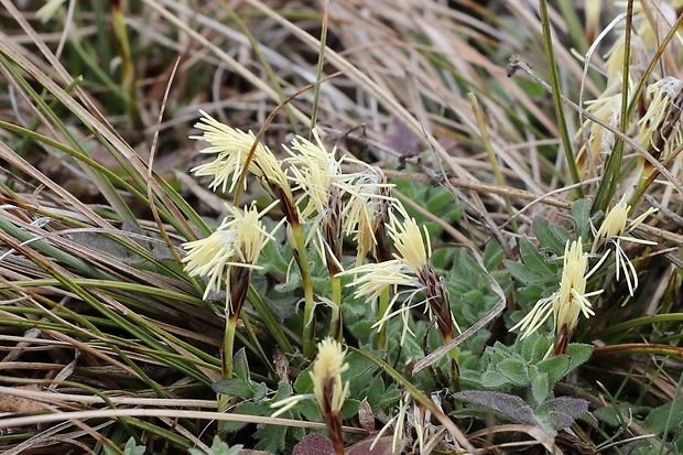 ostrica nízka Carex humilis Leyss.