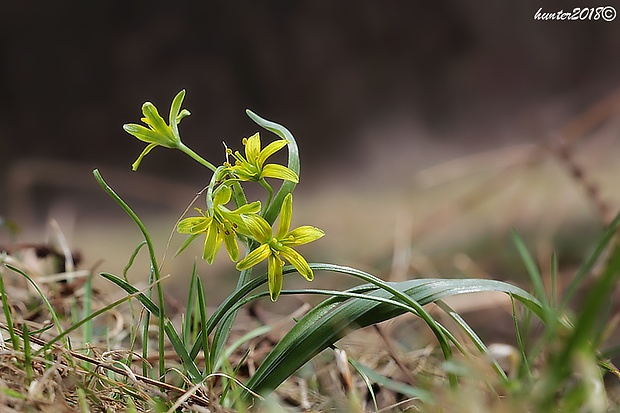 krivec Gagea sp.