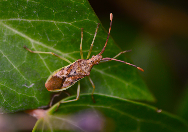 obrúbnica  Gonocerus juniperi