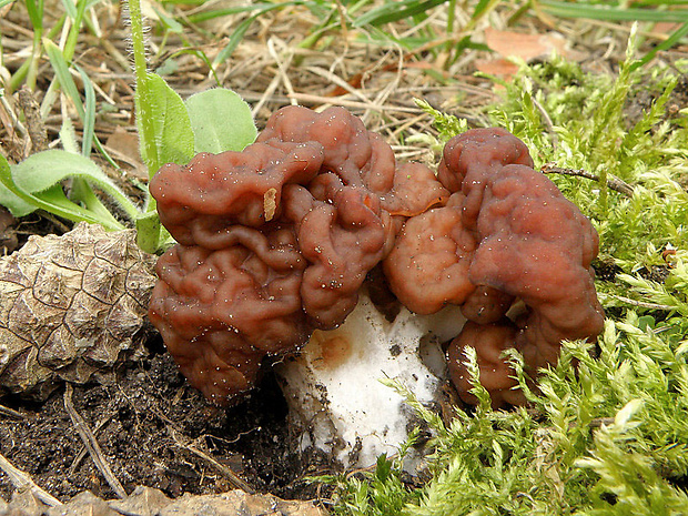 ušiak obyčajný Gyromitra esculenta (Pers.) Fr.