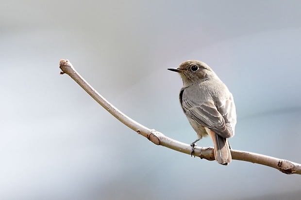 žltochvost domový Phoenicurus ochruros