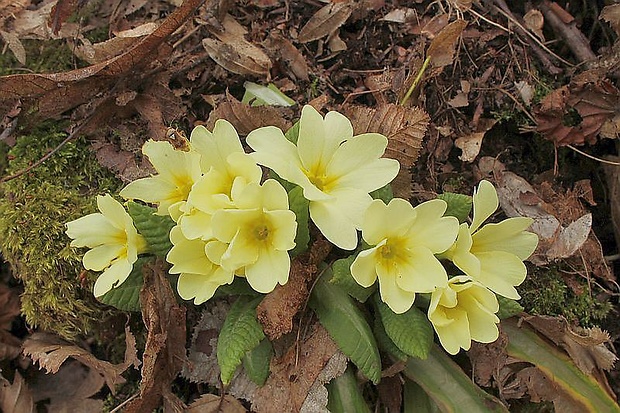 prvosienka bezbyľová Primula acaulis (L.) L.