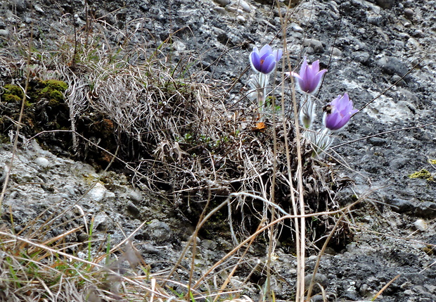 poniklec slovenský Pulsatilla slavica Reuss