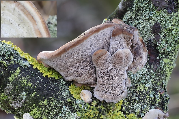 trúdnikovec chlpatý Trametes hirsuta (Wulfen) Lloyd