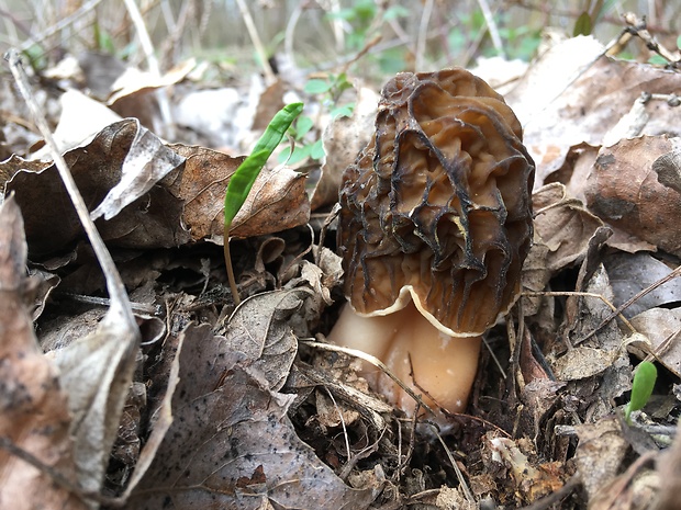 smrčkovec český Verpa bohemica (Krombh.) J. Schröt.