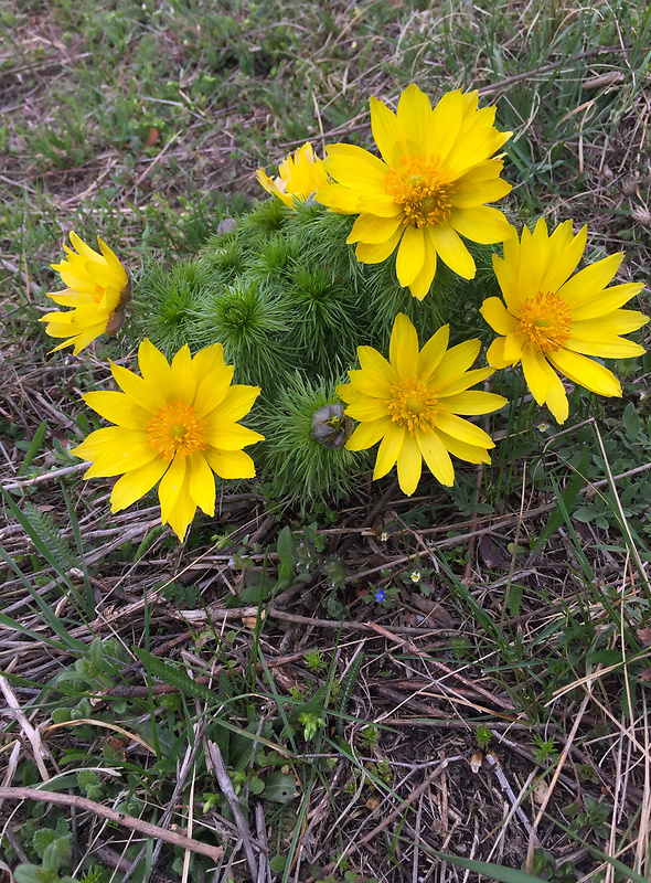 hlaváčik jarný Adonis vernalis L.