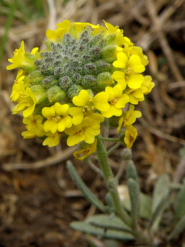 tarica kopcová pravá Alyssum montanum subsp. montanum L.