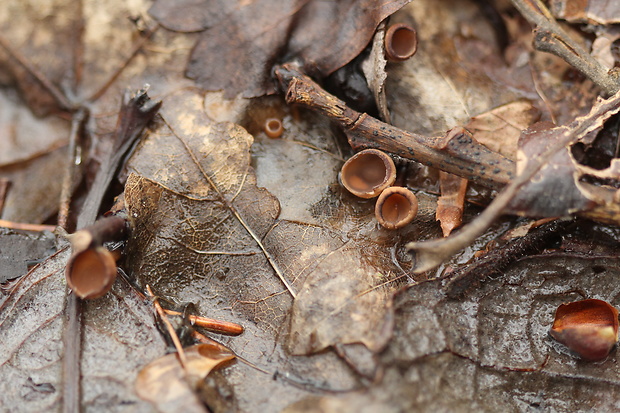 jahňadka Ciboria sp.