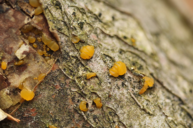 slzovec Dacrymyces sp.