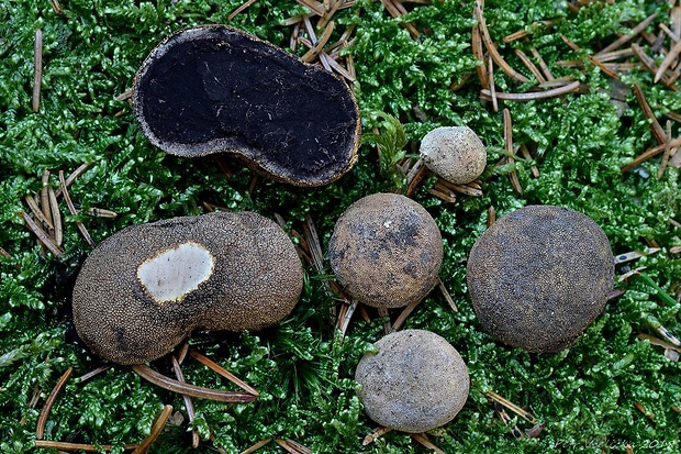 srnka obyčajná Elaphomyces granulatus Fr.