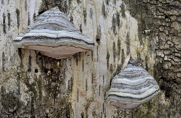 práchnovec kopytovitý Fomes fomentarius (L.) J.J. Kickx