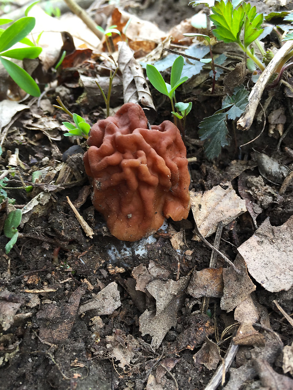 ušiak obrovský Gyromitra gigas (Krombh.) Cooke