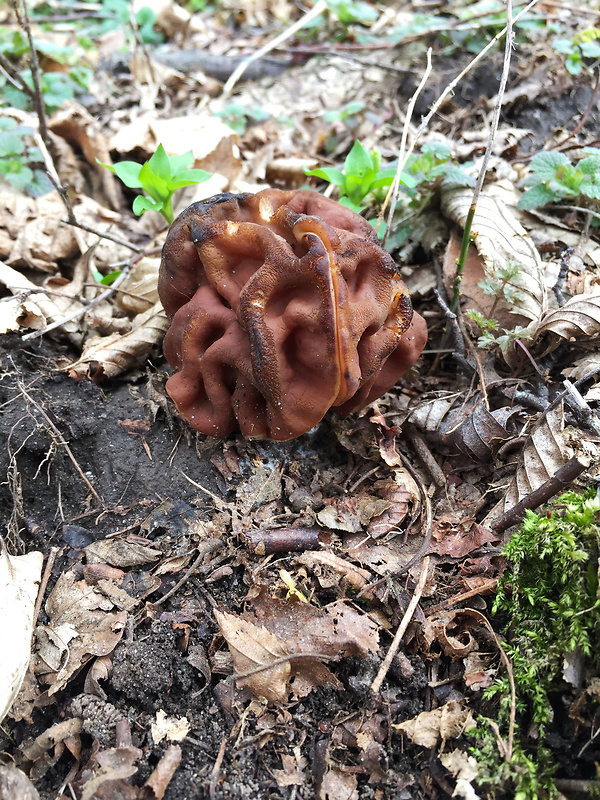 ušiak obrovský Gyromitra gigas (Krombh.) Cooke