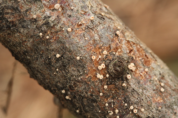 vlnuška Lachnellula sp.