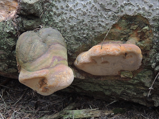 ohňovec Hartigov Phellinus hartigii (Allesch. & Schnabl) Pat.