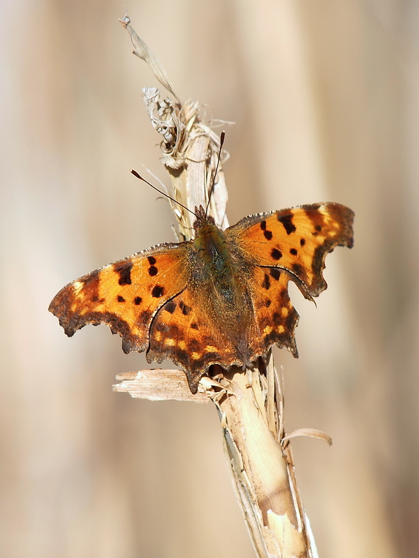 babôčka zubatokrídla Polygonia c-album