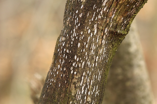 zúbkovka obyčajná Propolis farinosa (Pers.) Fr.